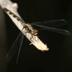 Erythemis plebeja