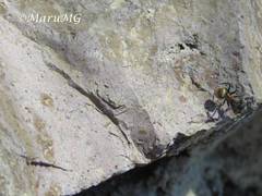 Camponotus pellarius