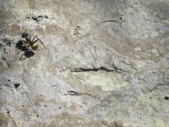 Camponotus pellarius