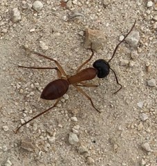 Camponotus nigriceps