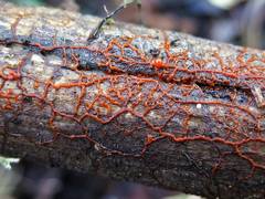 Willkommlangea reticulata