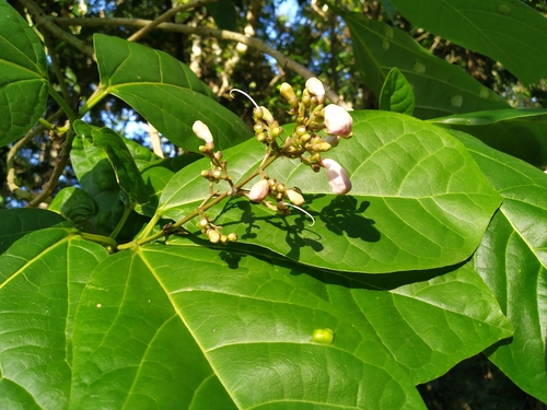 Image of Grey Teak (Gmelina dalrympleana) by (c) Steve Fitzgerald, some rights reserved (CC BY-SA)