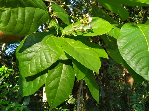 Image of Grey Teak (Gmelina dalrympleana) by (c) Steve Fitzgerald, some rights reserved (CC BY-SA)