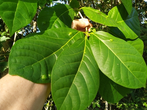 Image of Gmelina dalrympleana by (c) Steve Fitzgerald, some rights reserved (CC BY-SA)