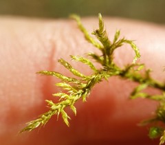 Helodium paludosum