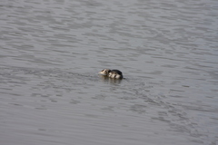 Podiceps nigricollis
