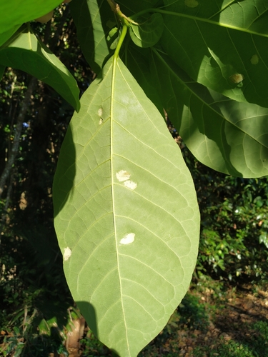 Image of Gmelina dalrympleana by (c) Steve Fitzgerald, some rights reserved (CC BY-SA)