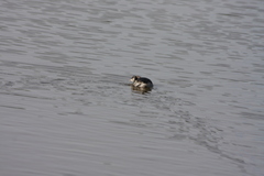 Podiceps nigricollis