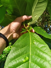 Gmelina dalrympleana