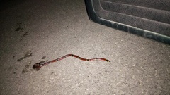 Micrurus diastema alienus