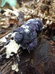 Nectriopsis violacea