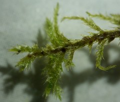 Helodium paludosum