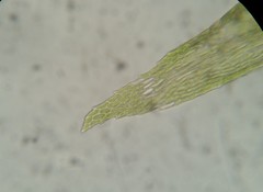 Helodium paludosum