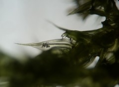 Helodium paludosum