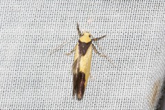 Crepidosceles exanthema