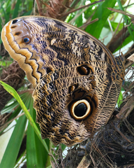 Caligo