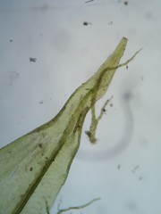 Helodium paludosum