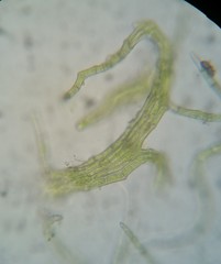 Helodium paludosum