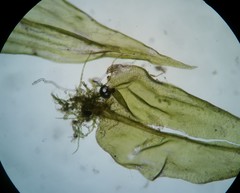 Helodium paludosum