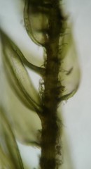 Helodium paludosum