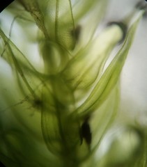 Helodium paludosum