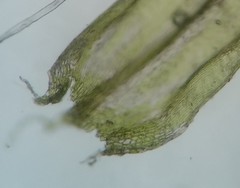 Helodium paludosum