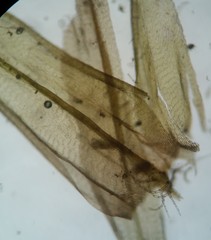Helodium paludosum