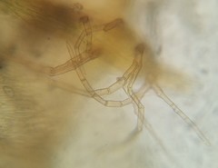 Helodium paludosum