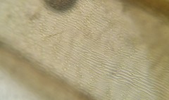Helodium paludosum