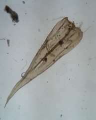 Helodium paludosum