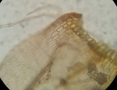 Helodium paludosum