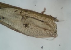 Helodium paludosum