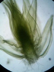 Helodium paludosum