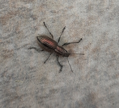 Naupactus tremolerasi