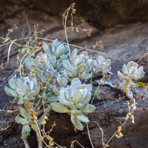 Pachyphytum glutinicaule Moran 2