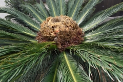 Cycas