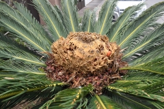 Cycas