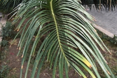 Cycas