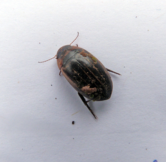 Hydaticus aruspex