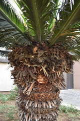 Cycas