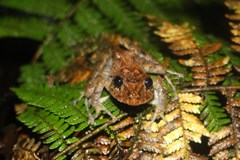 Pristimantis crenunguis