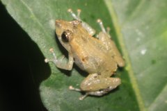 Pristimantis luteolateralis