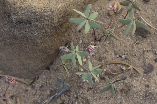 Blue woodsorrel (Oxalis caerulea)
