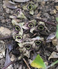 Asarum nipponicum