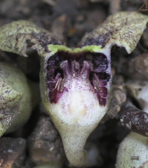 Asarum nipponicum