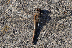 Sympetrum