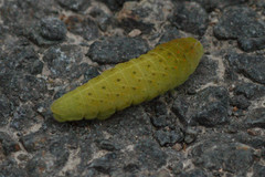 Iphiclides podalirius