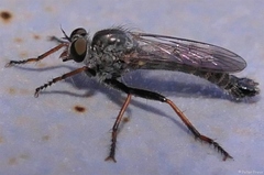 Neomochtherus geniculatus