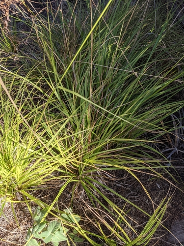 Image of Carex obispoensis by no rights reserved
