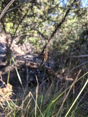 Image of Carex obispoensis by no rights reserved